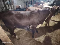 گاو نر, گاو سفیدسر قزاقستانی — عکس 5