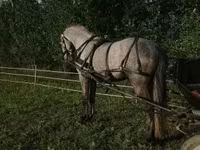 گھوڑا, Lipizzaner — تصویر 5