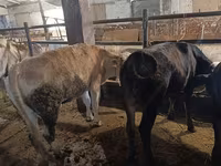 Ko, Simmental cattle — foto 1