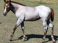 பெண் குதிரை, Quarter Horse — புகைப்படம் 8