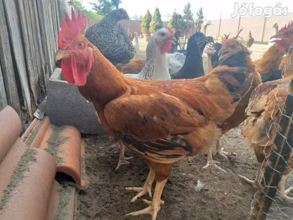 Chickens
