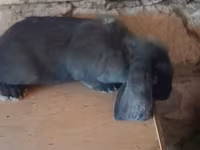 የጎትት አውራ በግ, Sheep — ፎቶ 3
