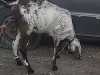 Коза, Nubian Goat — снимка 2