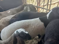 Beran, Rhon sheep — foto 5