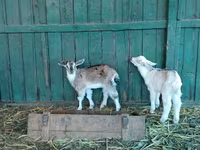 Koza, Saanen goat — foto 8
