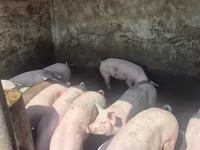 Vier, Porci — foto 7