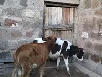 Byk, Bydło — zdjęcie 2