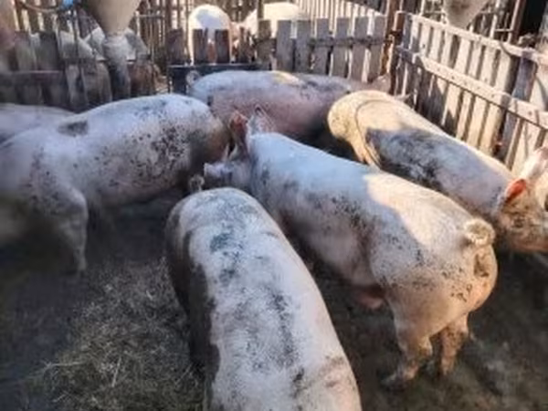 Säue, Крупная белая