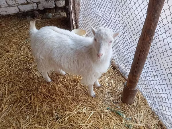 بز ماده, Saanen goat