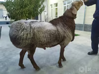 قوچ, گوسفند — عکس 3
