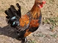 Chickens — foto 7