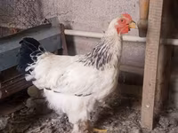 Brahma — Foto 6