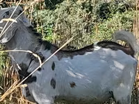 بکرا, Nubian Goat — تصویر 4