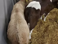گاو ماده, Simmental cattle — عکس 5