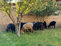 میش, گوسفند — عکس 2