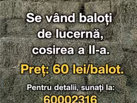 Vînd baloți de lucerna — foto 4