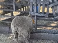 Pecora, Beltex sheep — foto 2