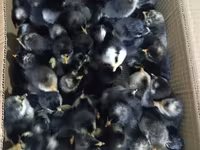 Chickens — รูปภาพ 2
