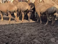 Beran, Arashan sheep — foto 1