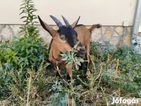 Goat, Alpine goat — photo 1