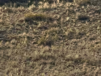 اسب (گروه، جنسیت مشخص نشده), Kazakh horse — عکس 4