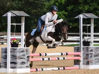 Hengst, Pinto horses — Foto 8