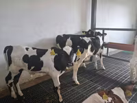 காளை, Russian Black pied cattle — புகைப்படம் 2
