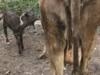 암소, Simmental cattle — 사진 4