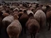 Bélier, Hissar sheep — photo 3