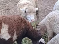 பெண் ஆடு, Merino sheep — புகைப்படம் 1