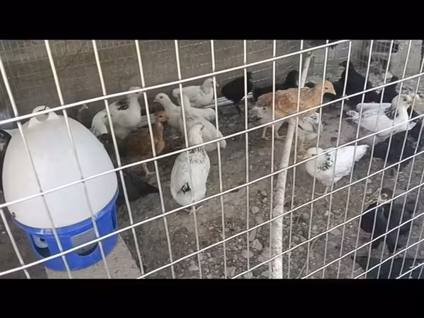 Chickens — Kyrgyzstan