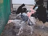 Turkeys — عکس 4