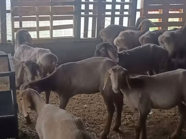 Қой, Arashan sheep
