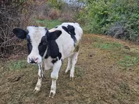 Taureau, Russian Black pied cattle — photo 1