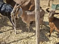 बकरी, Nubian Goat — फ़ोटो 2