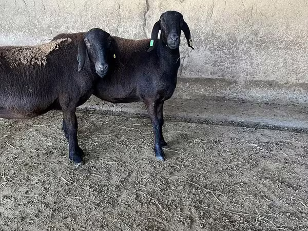 Koyun, Arashan sheep