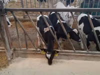 Tyre, Holstein-race — foto 4