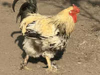 Gallina ceca dorata variegata — foto 1