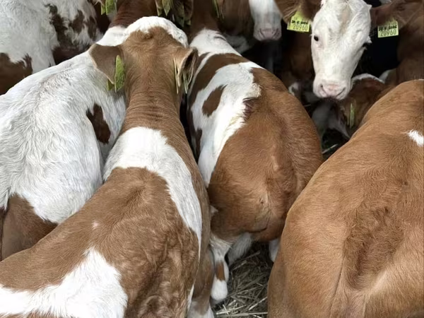 Buğa, Simmental cattle