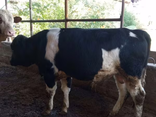วัวตัวผู้, Russian Black pied cattle