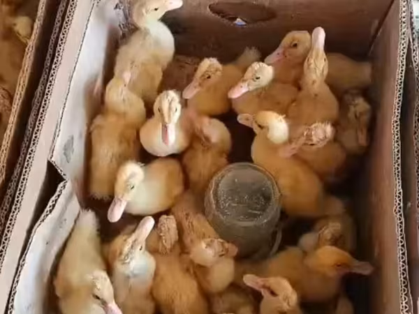 Ducks