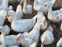 Geese — عکس 1