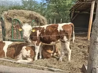 بقرة, Simmental cattle — الصورة 2