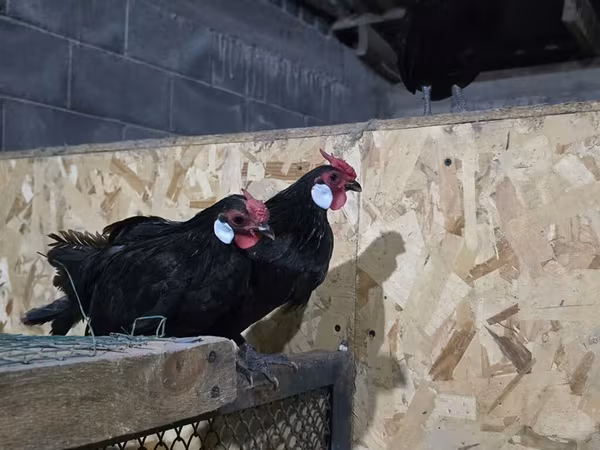 Chickens — Kyrgyzstan