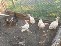 Ducks — foto 1