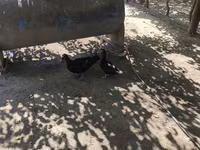 Ducks — عکس 2