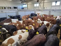 گاو ماده, Russian Black pied cattle — عکس 3