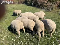 Baran, Owce — zdjęcie 2