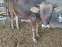 گاو نر, Swiss cattle — عکس 2