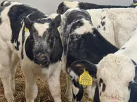 Goveda (partija, pol nije naveden), Charolais cattle — fotografija 4